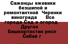 Саженцы ежевики безшипой и ремонтантной. Черенки винограда . - Все города Сад и огород » Другое   . Башкортостан респ.,Сибай г.